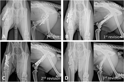 Case Report: Treatment of Femoral Non-union With Rib and Iliac Crest Autografts and rhBMP-2 in a Cat